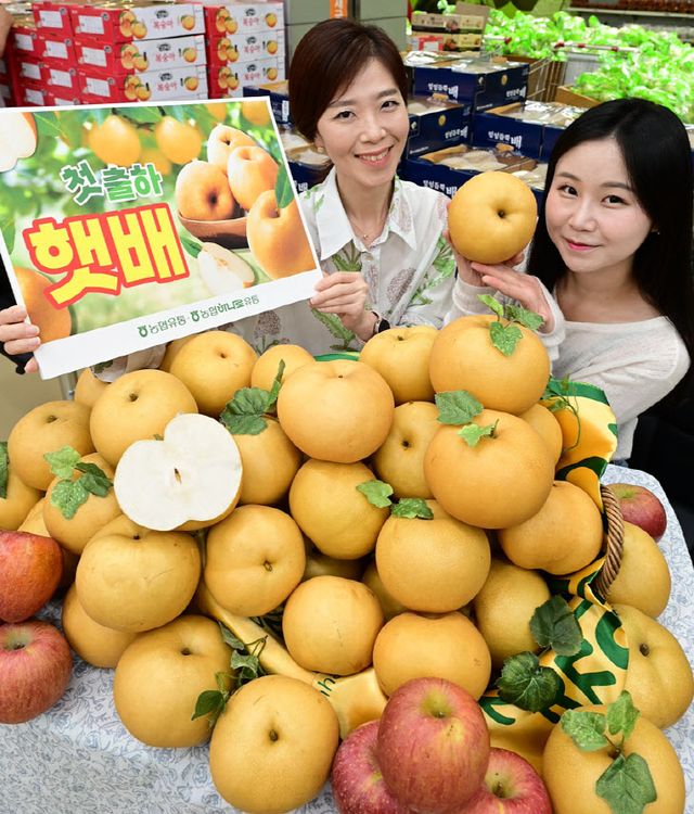 농협유통 하나로마트 올해 처음 출하된 햇배 판매