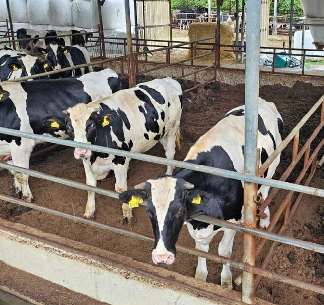 3-2 육우 출하‘장려금’신청 하세요!