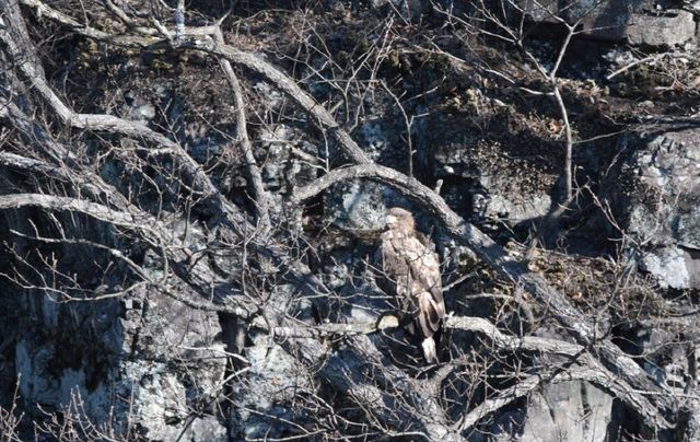 울산시, 멸종위기야생생물‘참수리’어린새 2마리 발견