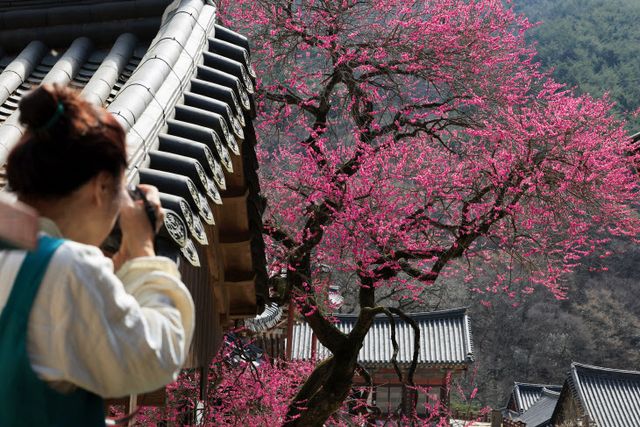 봄을 담는 시민<YONHAP NO-3575>