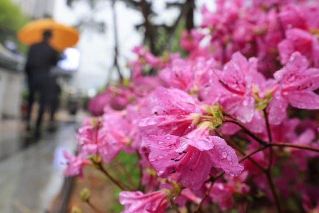 서울에 내리는 봄비<YONHAP NO-4195>