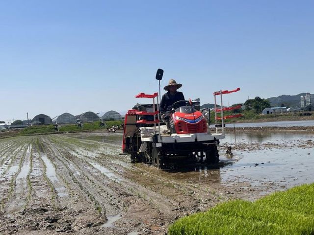 벼 드문 모심시 시연