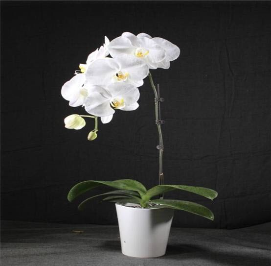 “울산 호접란! 미국 수출길 오른다”