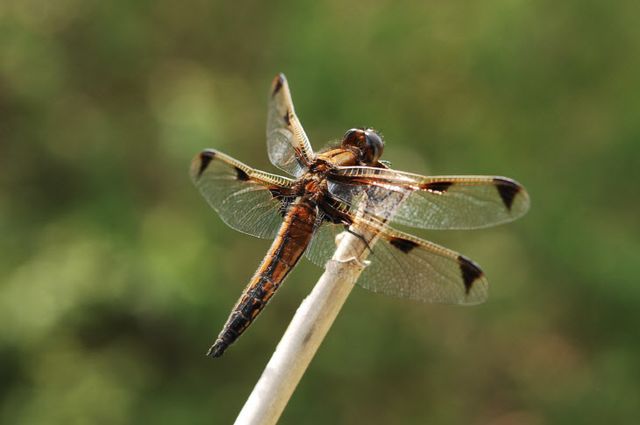 대모잠자리 수컷