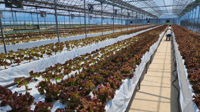 청양 양액재배 품목 다변화 총력(상추)