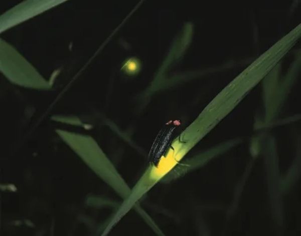 ▲ 나무위키에서 가져온 반딧불이 이미지