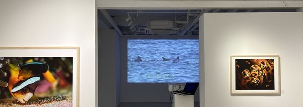 ▲ 남방큰돌고래 이야기를 다큐멘터리로 제작한 영상이다. 그물 등에 의해 후천적 기형을 가진 돌고래가 생존하여 무리 속에서 살아가는 모습이 담겼다 / 사진: 유정 제공