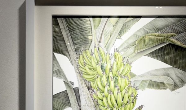 ▲ 바나나, 종이에 색연필, 480 x 610cm, 원효주 | 대상작 일부확대잎과 잎 사이로 나 있는 흰 공간의 모양이 이질적이어서 한 참 바라봤다. 저 뒤에 혹은 저 사이에 분명 아무도 모르는 이야기가 있을 것 같았다 / 사진: 유정 제공