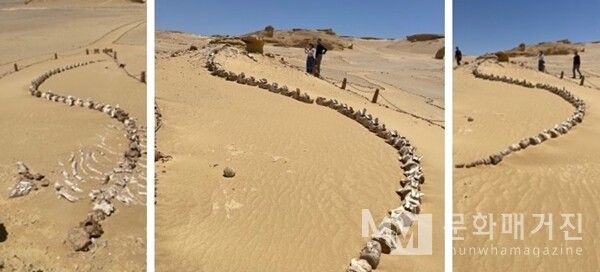 ▲ 모래 위 유려한 곡선을 그리며 이어진 것은 4천만 년 전 고래의 척추뼈다. 한때 바다를 헤엄치던 거대한 생명은 이제 사막 한가운데 누워, 시간의 흐름을 증언하고 있다. 바람과 모래가 덮고 드러내는 그 모습은 마치 자연이 만든 조각 작품 같다 / 사진: 한민광 제공