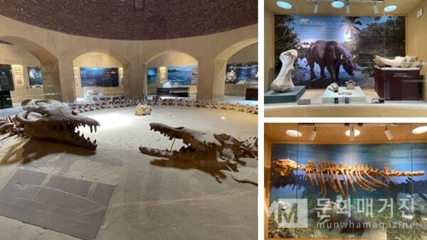 ▲ 와디 히탄 박물관 내부에는 4천만 년 전 바다의 생명들이 복원되어 있다. 고래와 해양 파충류의 화석이 실제 크기로 전시되어, 사막 아래 숨겨진 바다의 시간을 보여준다 / 사진: 한민광 제공
