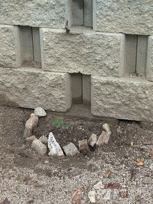 ▲ 보호받는 담쟁이 덩굴 / 사진: 구씨 제공