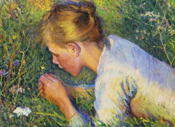 ▲ 들판의 작은 꽃