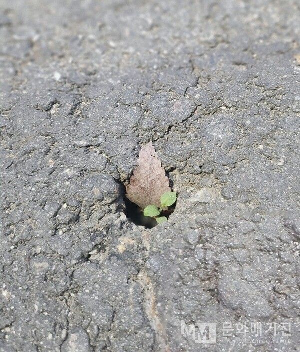 ▲ 지상주차장 틈에서 자라난 풀 한 포기 / 사진: 윤나애 제공
