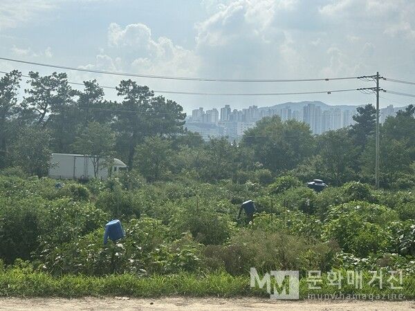 ▲ 최근 수원 쪽을 함께 걸어가다 본 장면. 시민 농원이 잘 가꿔지고 있었다 / 사진: 구씨 제공