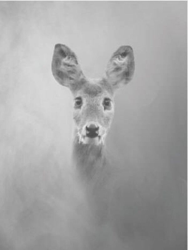 ▲ 문선희, 라니101 Water deer101, 80x60cm, Pigment print, 2022 / 사진: 이강하미술관 제공