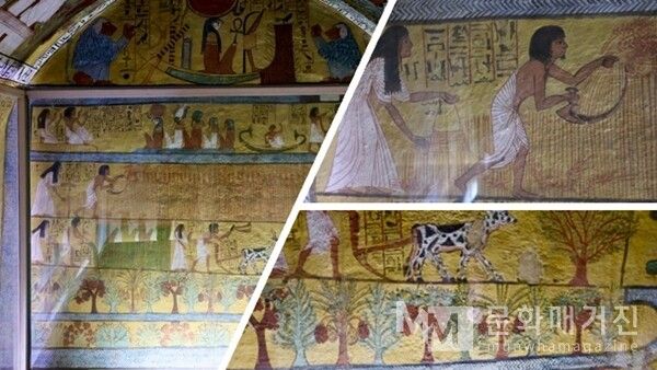 ▲ 룩소르 노동자의 마을 센누템의 무덤. 센누템 무덤의 이 벽화에는 곡식을 베고 소로 밭을 가는 장면이 생생하게 묘사되어 있다. 풍요로운 농경과 수확의 모습은 죽은 자가 사후 세계에서도 풍성한 삶을 누리기를 바라는 염원을 담고 있다 / 사진: 한민광 제공