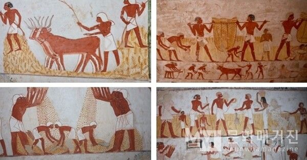 ▲ 룩소르 귀족의 무덤 Menna TT-69. 이 벽화에는 밭을 갈고 곡식을 베며 추수하는 농부들의 모습이 생생하게 그려져 있다. 고대 이집트인의 일상과 노동, 그리고 농업이 지닌 생명의 의미를 잘 보여준다 / 사진: 한민광 제공