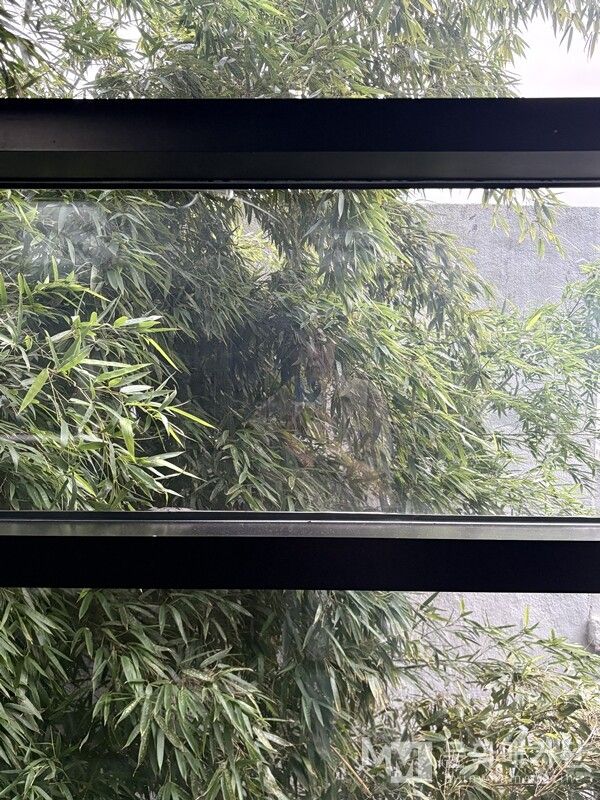 ▲ 좋아하는 갤러리의 어느 창가 모습. 그저 대숲이 좋아 담아온 사진이 이 글을 쓰다 보니 달리 보인다: 실상 내 삶이라는 것, 그것을 영유해나가는 과정이라는 것, 그리고 그런 나를 포함한 세상만물. 그 세상만물은 하나의 모양일진데(필자는 동양사상을 좋아한다), 한 인간이라는 구별된 개체로 개성을 가지고 살아가면서 생각이 많아지니, 저 창틀의 선처럼 화면을 분할하며 지내는구나, 혹 분할한 장면이 많을수록 실행까지의 여정이 고난이 되는 것은 아닐까 하는 생각에서 말이다 / 사진: 유정 제공