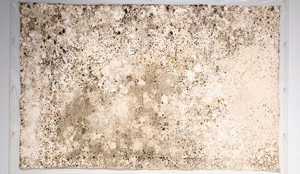 ▲ 갈라-포라스 김, '만기의 순간 나타난 영원한 흔적', 2022, 모슬린에 감자한천배지, 번식된 곰팡이 포자들 / 사진: 국립현대미술관 제공