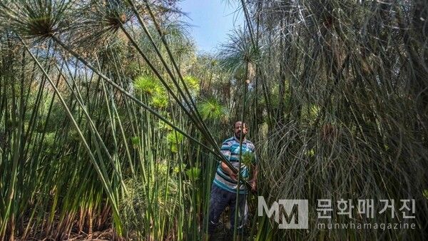 ▲ 이집트 알-카라무스(Al-Qaramous). 파피루스 숲에서 한 남자가 긴 줄기를 조심스레 꺾고 있다. 고대 이집트 문명의 기록 도구였던 파피루스는 지금도 이렇게 재배된다 / 사진: 한민광 제공