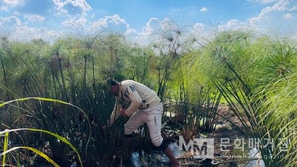 ▲ 이집트 알-카라무스(Al-Qaramous). 이집트 파피루스 농장에서 한 농부가 물가에 자라는 파피루스 줄기를 직접 뽑아내는 장면을 담고 있다. 고대부터 이어져 온 파피루스 종이 제작의 첫 단계가 지금도 같은 방식으로 이루어지고 있음을 보여준다 / 사진: 한민광 제공