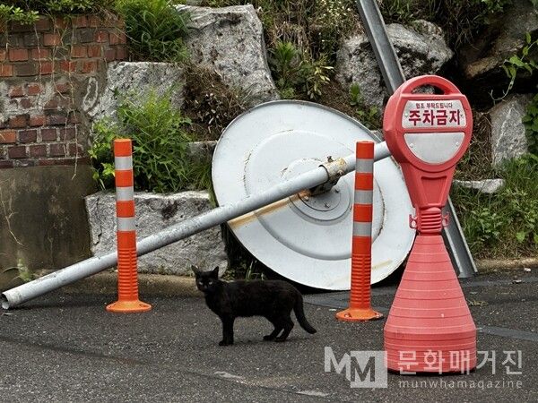 ▲ 여유로운 출근길(?)에 발견한 고양이 / 사진: 구씨 제공