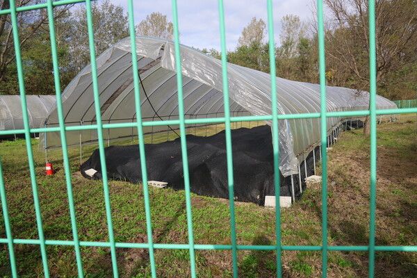 춘천 중도 지석묘 임시 보관시설/사진=해외동포언론사협회 제공