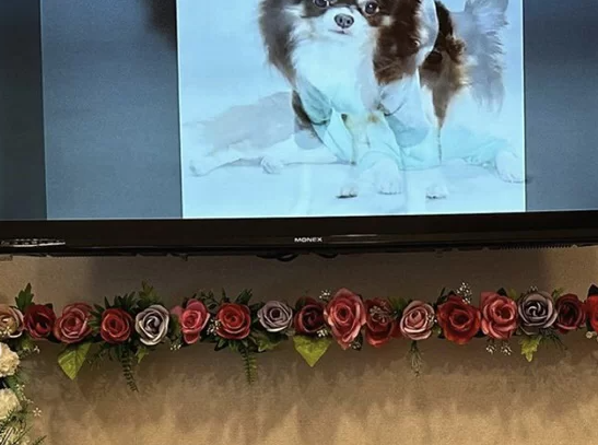 반려견을 떠나보낸 하리수 / SNS