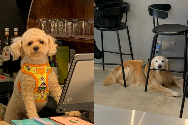 ▲애견동반카페 '르뻬떼'(사진=르뻬떼SNS)