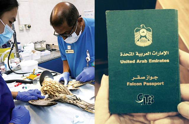 ▲ 아랍에미리트 아부다비의 매 종합병원과 매 여권 사진 (사진=Abu Dhabi Falcon Hospital)