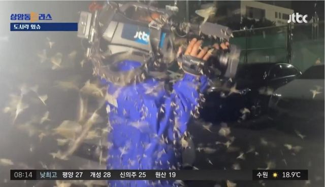 ▲하루살이 떼에 습격당한 취재진(사진= JTBC 뉴스)