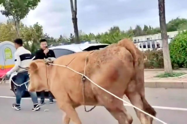 ▲낙서로 도배한 테슬라 모델 3를 끌고 가고 있는 황소(사진=weibo)