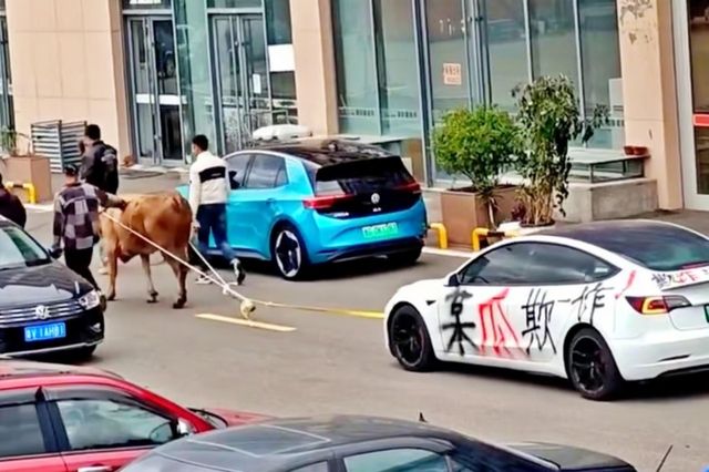 ▲낙서로 도배한 테슬라 모델 3가 황소에 끌려 가는 장면(사진=weibo)