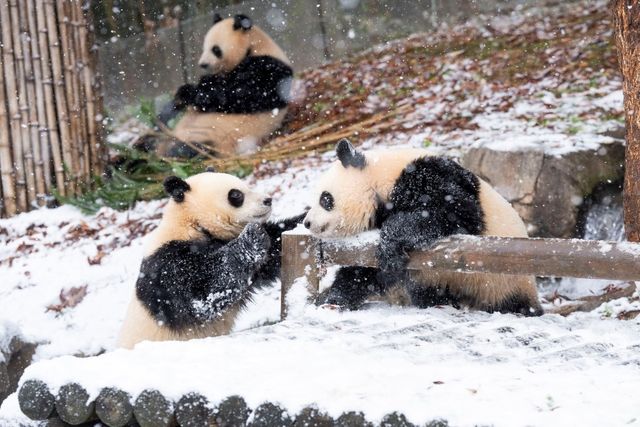 / 눈 보다 대나무가 더 좋은 아이바오