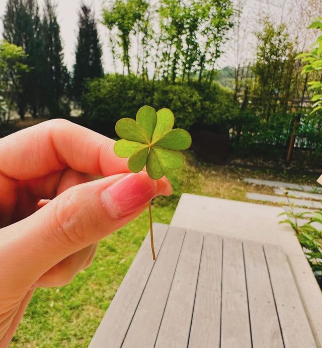▲손예진이 찾은 네잎 클로버 (사진=손예진 SNS)
