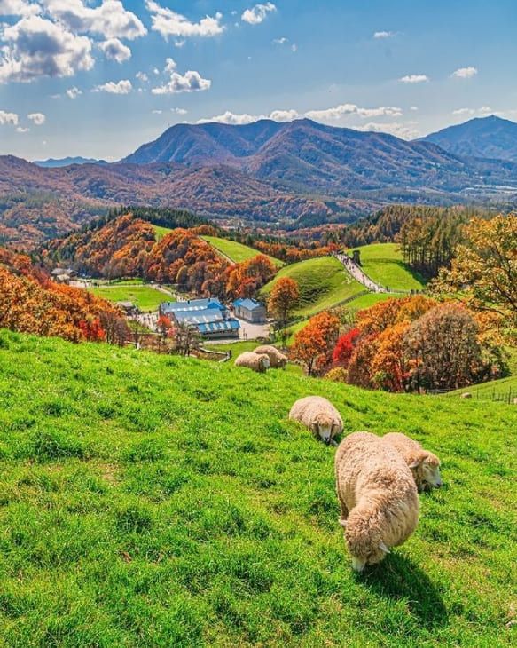 양떼목장 홈페이지