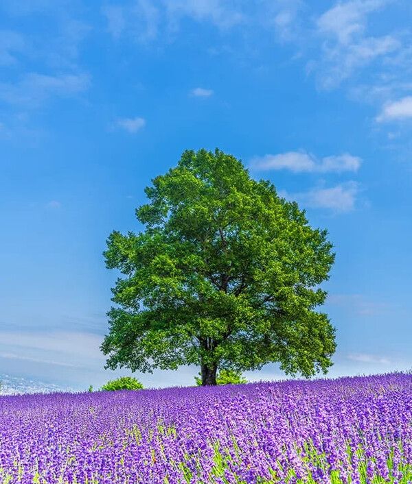 7월 추천 해외여행지 삿포로 / ⓒ여행톡톡