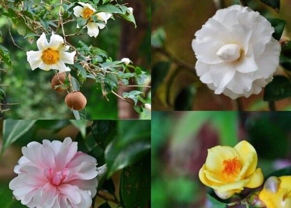 온라인 커뮤니티