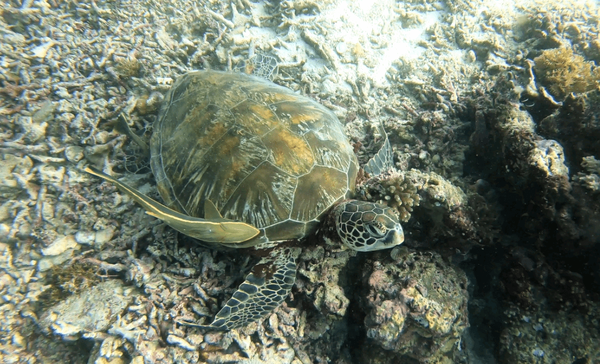 사진=온라인 커뮤니티