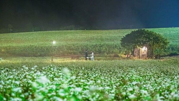 2024 고창 청보리밭 축제 / 온라인 커뮤니티