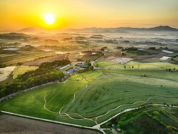 2024 고창 청보리밭 축제 / 온라인 커뮤니티