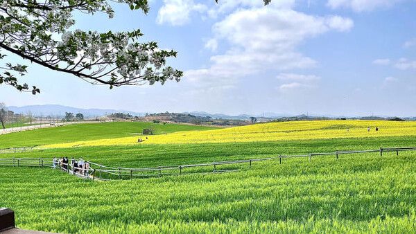 2024 고창 청보리밭 축제 / 온라인 커뮤니티