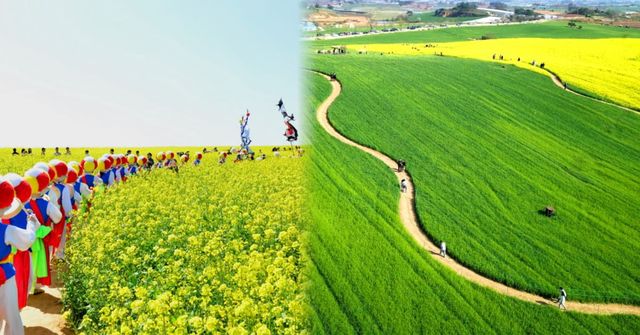 2024 고창 청보리밭 축제 / 온라인 커뮤니티