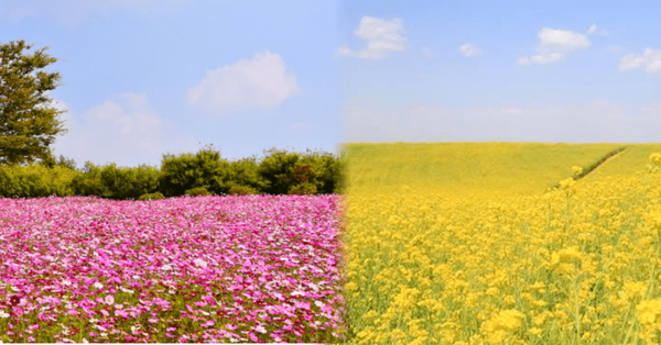 사진=온라인 커뮤니티