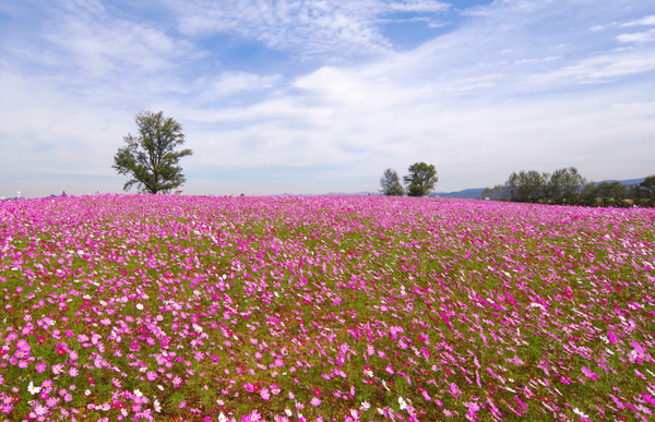 사진=온라인 커뮤니티