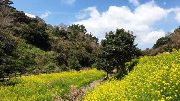 제주도 셀프 웨딩촬영 명소 / 온라인 커뮤니티