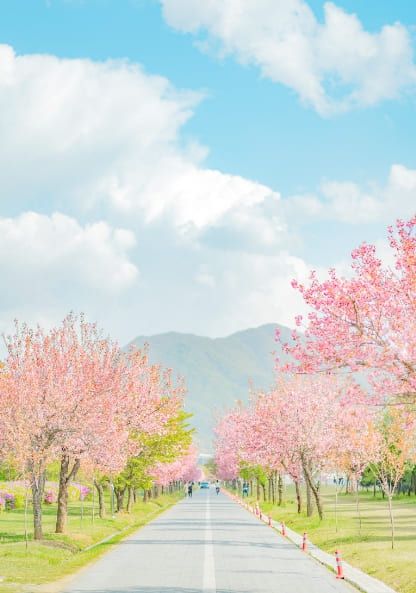국내 겹벚꽃 명소 추천 / 온라인 커뮤니티