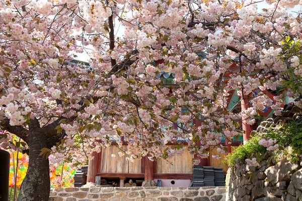 국내 겹벚꽃 명소 추천 / 온라인 커뮤니티