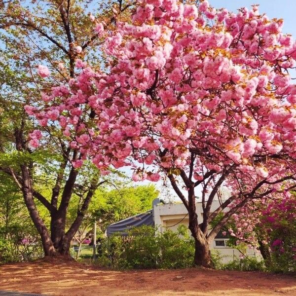 국내 겹벚꽃 명소 추천 / 온라인 커뮤니티