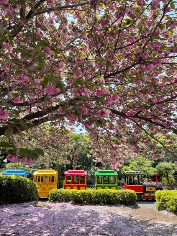 국내 겹벚꽃 명소 추천 / 온라인 커뮤니티